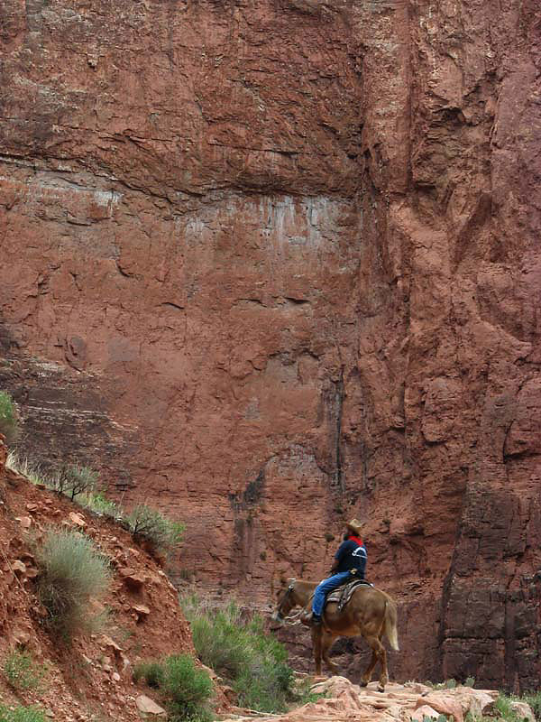 Grand Canyon - Lone mule rider